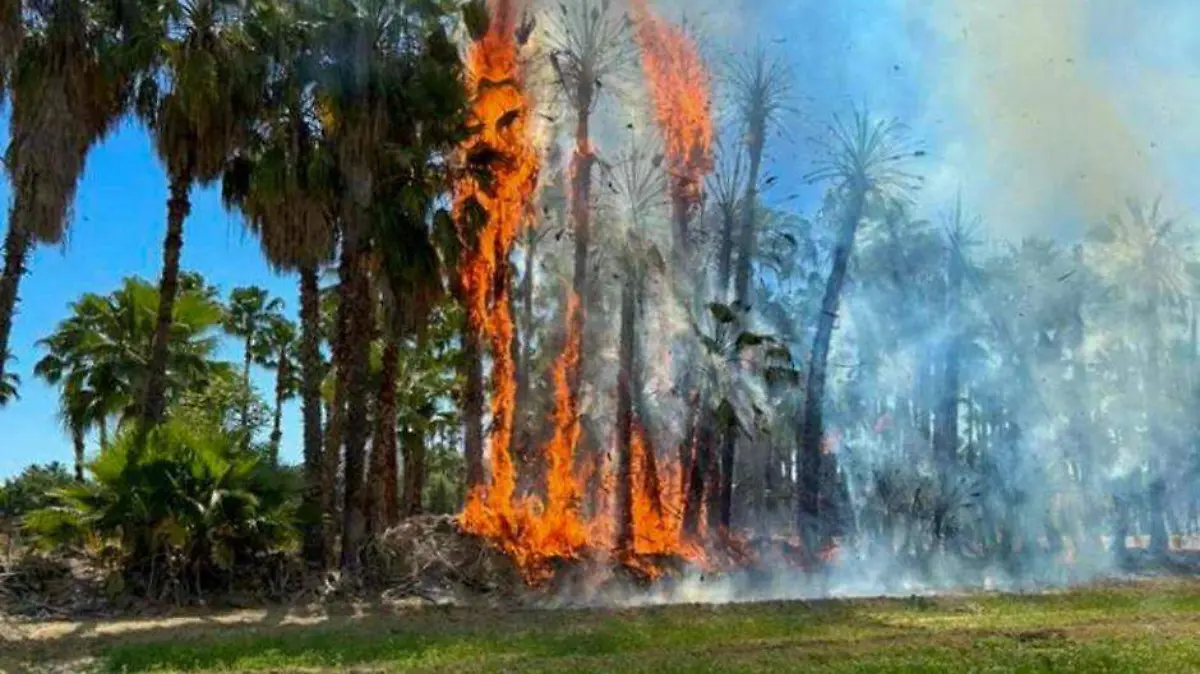 incendio palmares de santa rosa 1